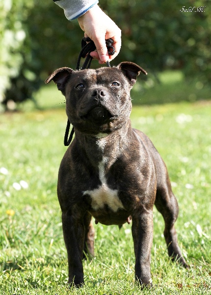 CH. Flavia at des montagnes du kurdistan (Sans Affixe)