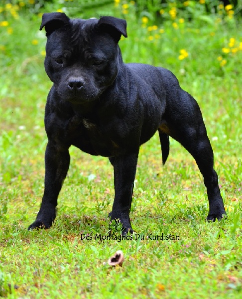 CH. L'swella Des Montagnes Du Kurdistan