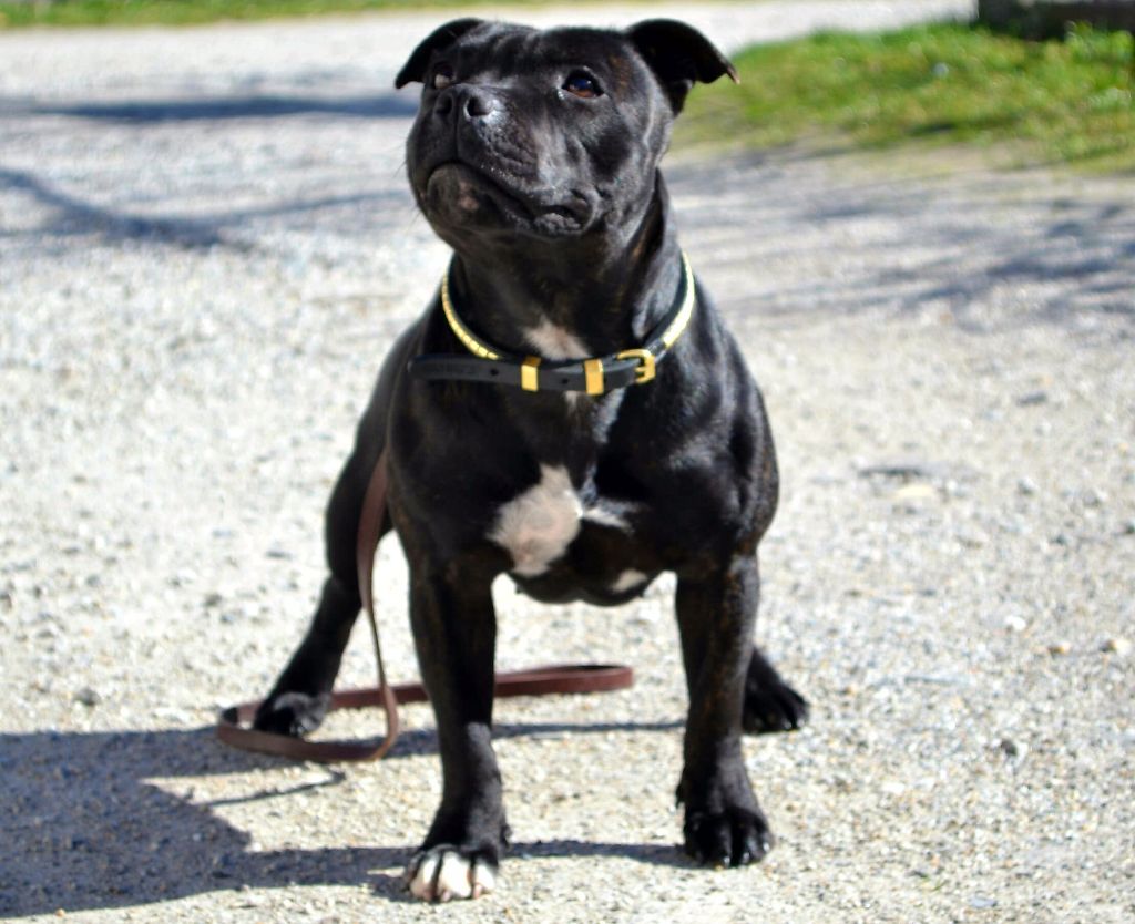 CH. Lyxie of stafford Des Montagnes Du Kurdistan