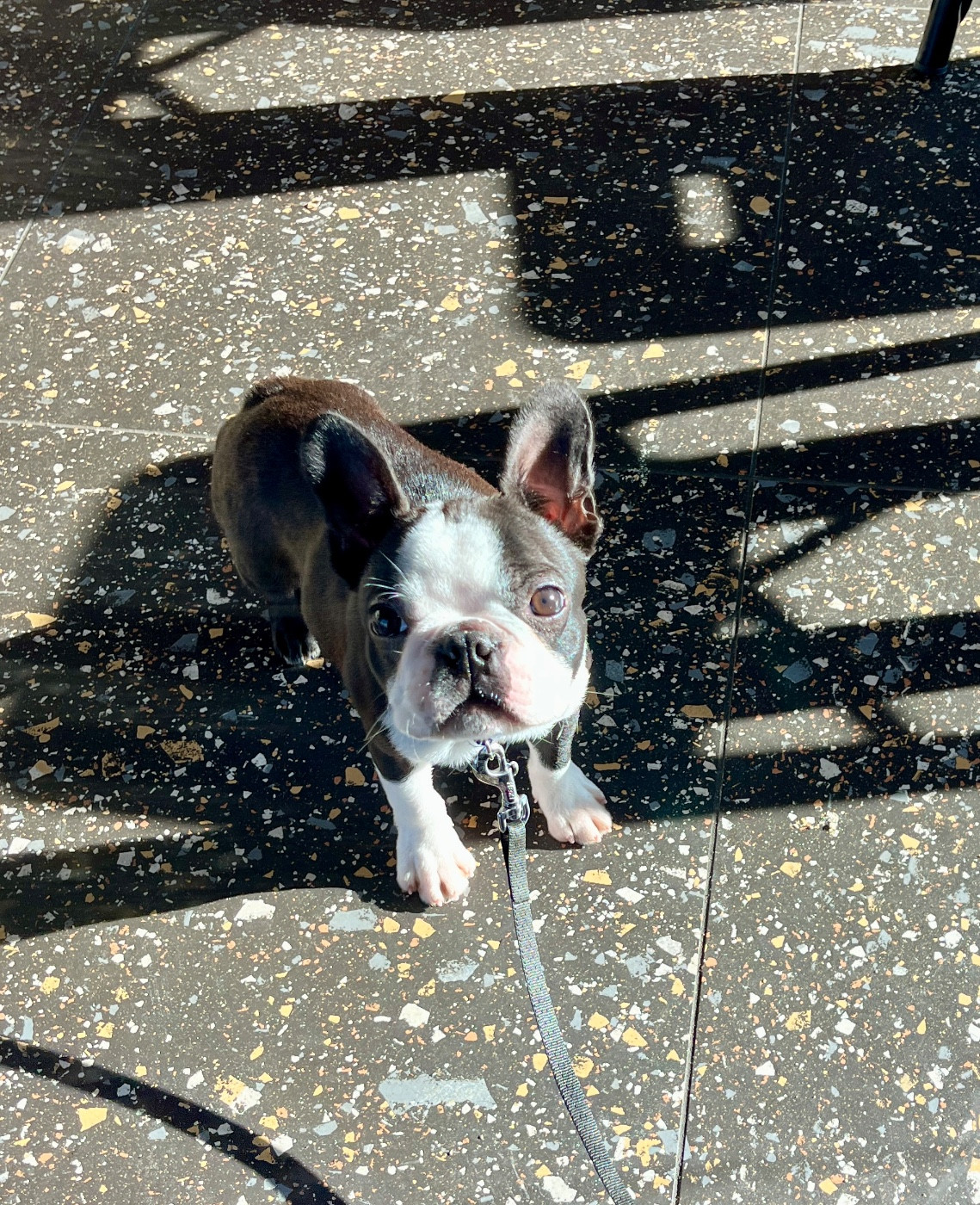 Des Montagnes Du Kurdistan - Chiots disponibles - Boston Terrier