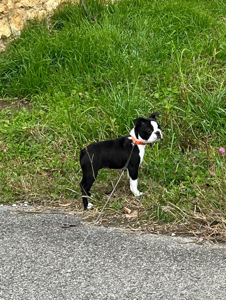 Des Montagnes Du Kurdistan - Chiots disponibles - Boston Terrier