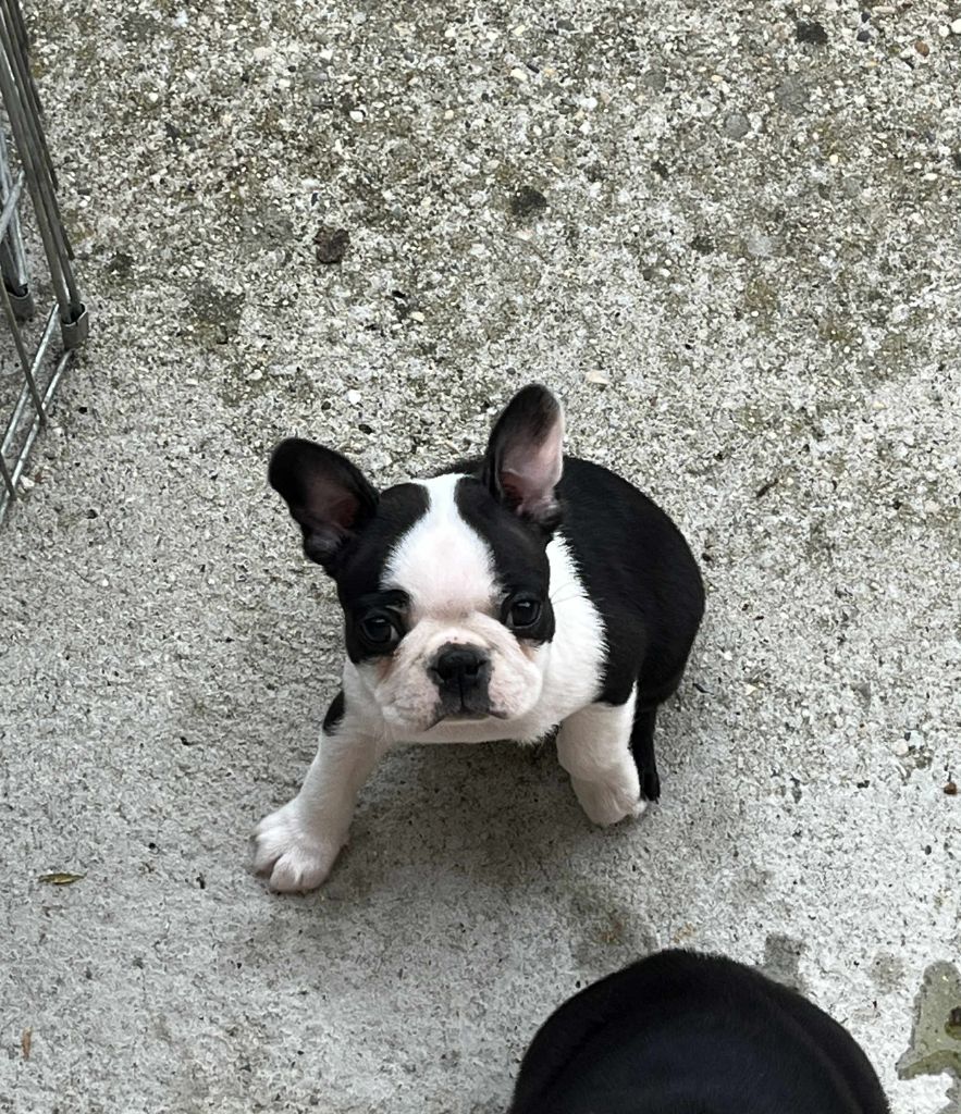 Des Montagnes Du Kurdistan - Chiots disponibles - Boston Terrier