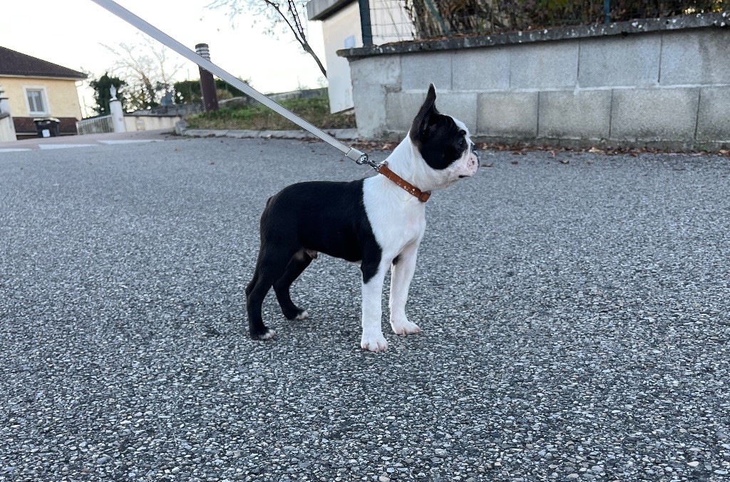 Des Montagnes Du Kurdistan - Chiots disponibles - Boston Terrier