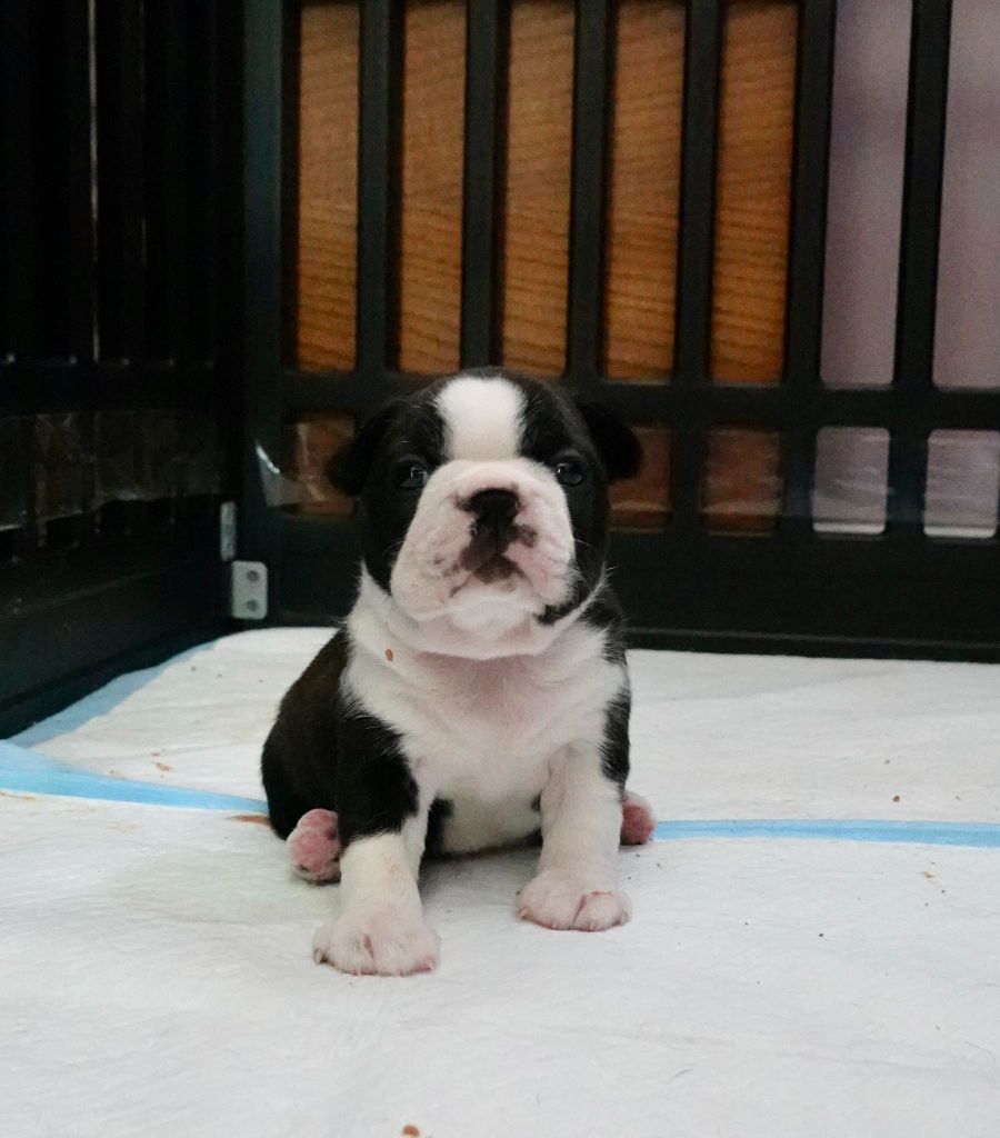 Des Montagnes Du Kurdistan - Chiots disponibles - Boston Terrier